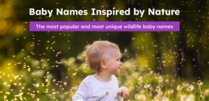 image shows a young toddler in a field of dandelions